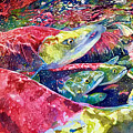 Spawning Kokanee